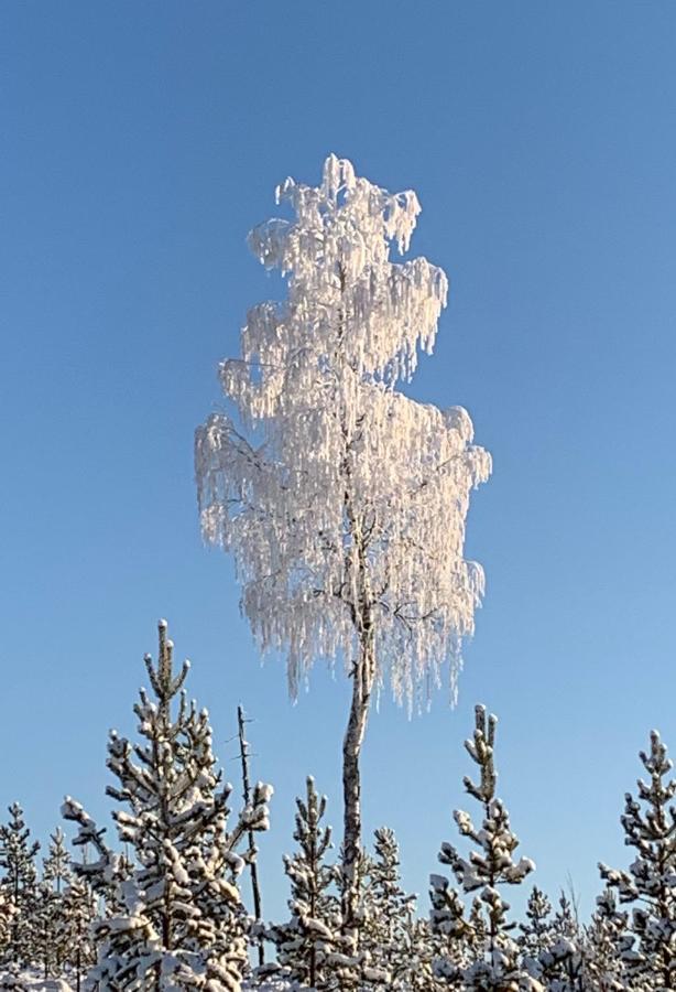 Off-Grid Cabin In Nattavaara Lapland ภายนอก รูปภาพ