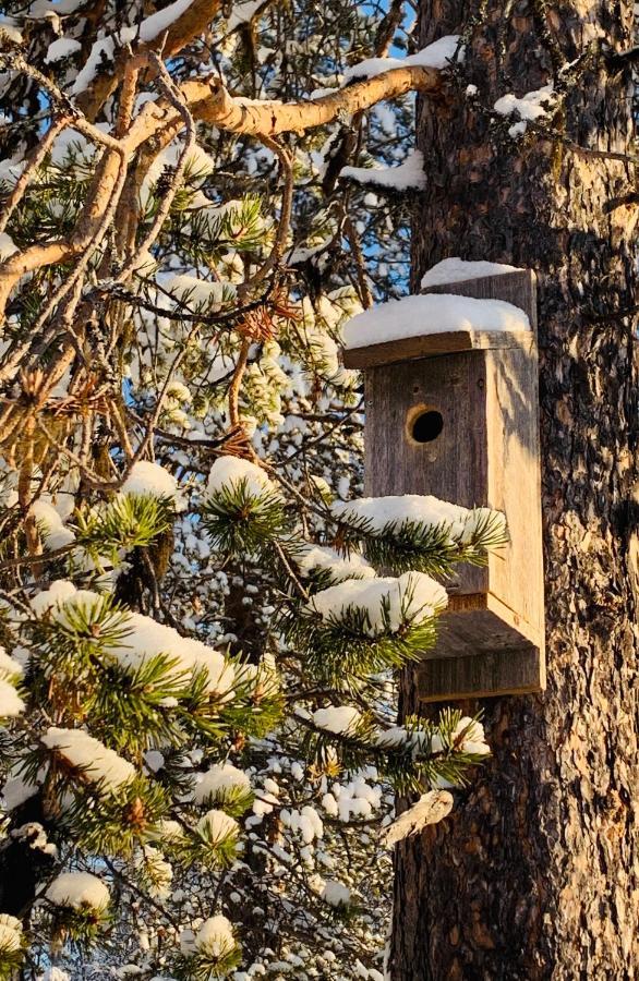 Off-Grid Cabin In Nattavaara Lapland ภายนอก รูปภาพ